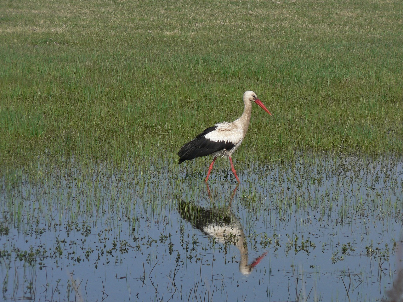 Image - stork wetland reflection