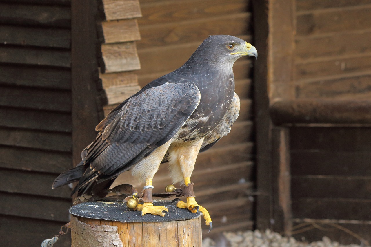 Image - raptor bird of prey bird