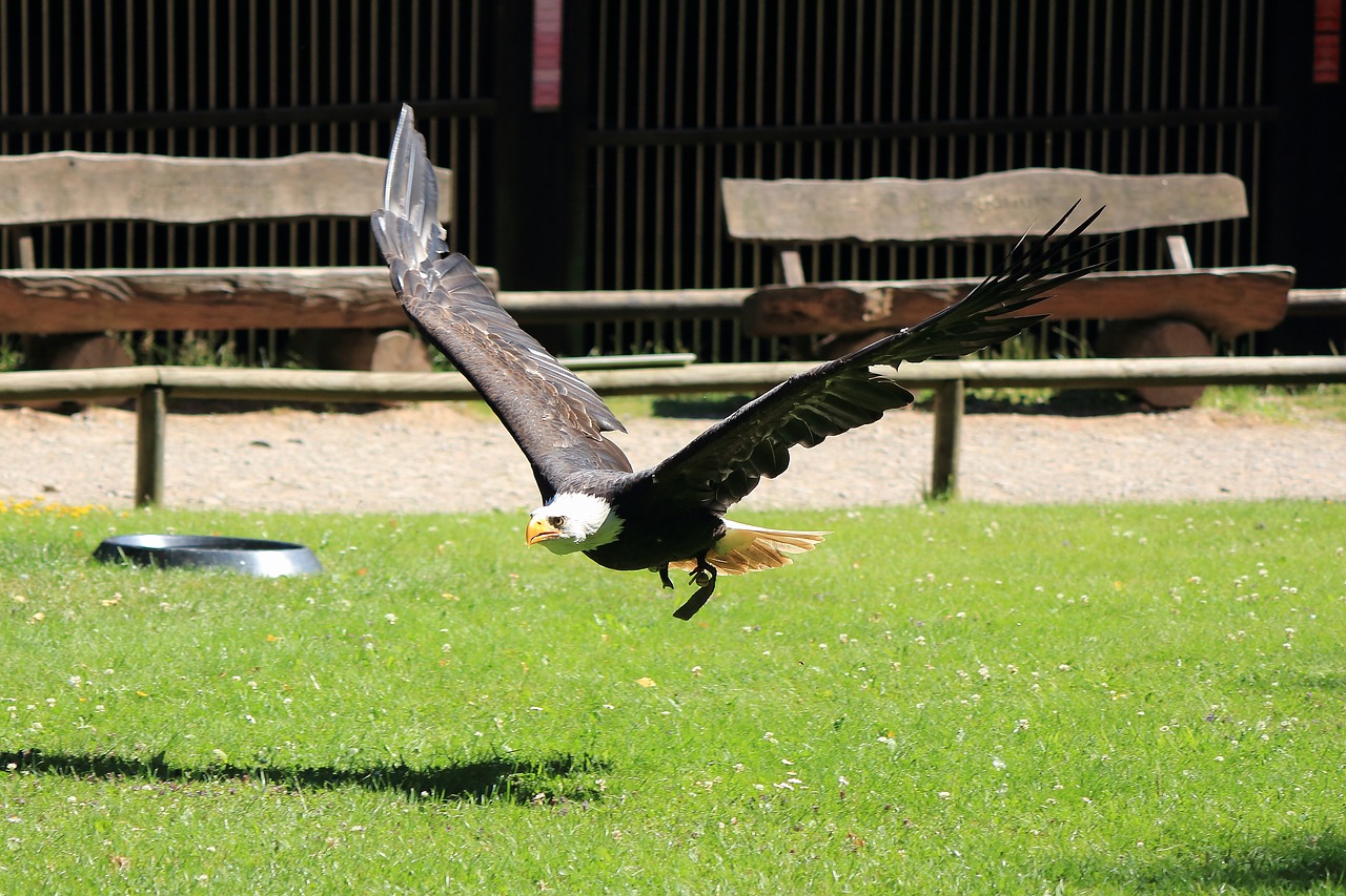 Image - raptor bird of prey bird buzzard