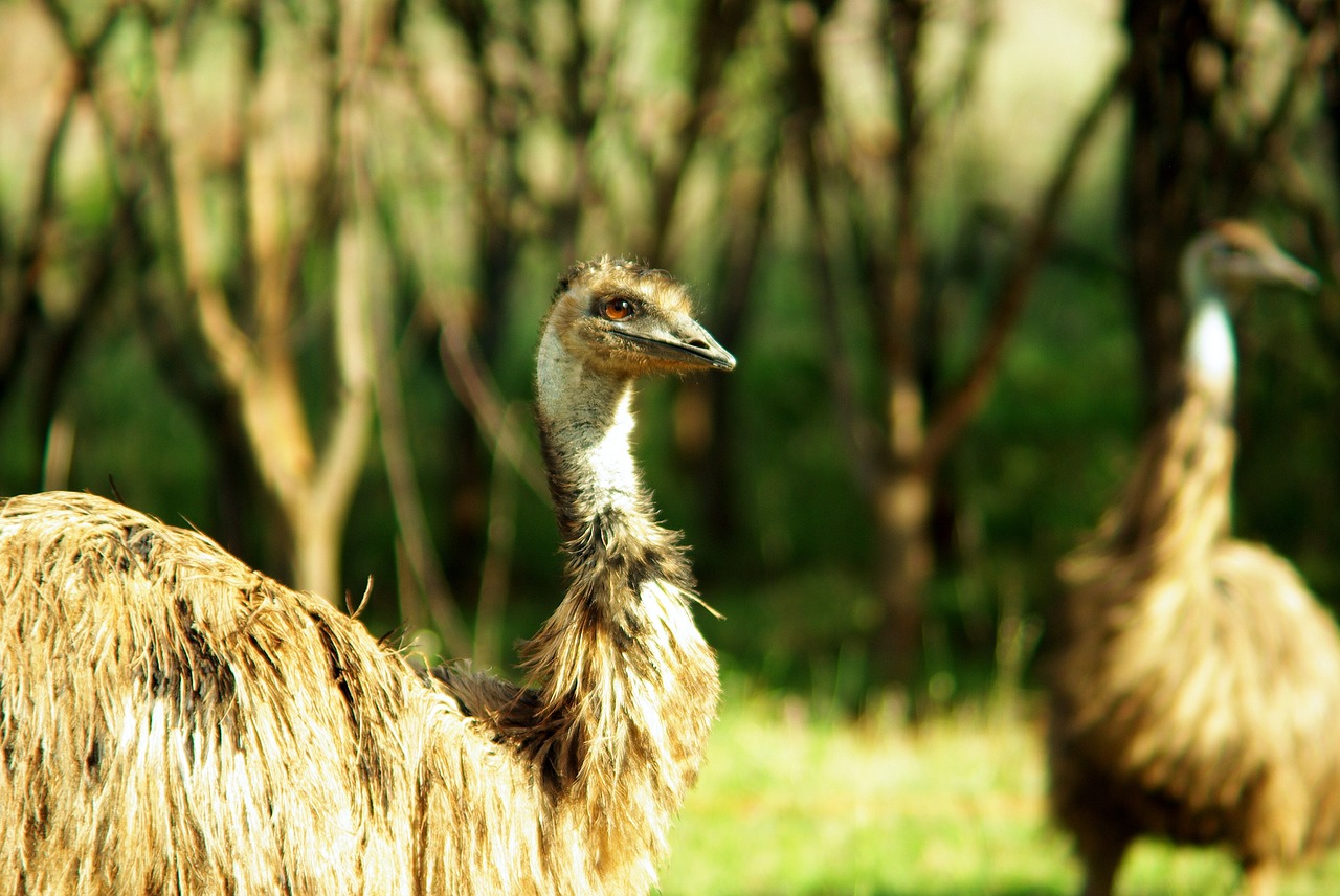 Image - emu bird flightless wild curious