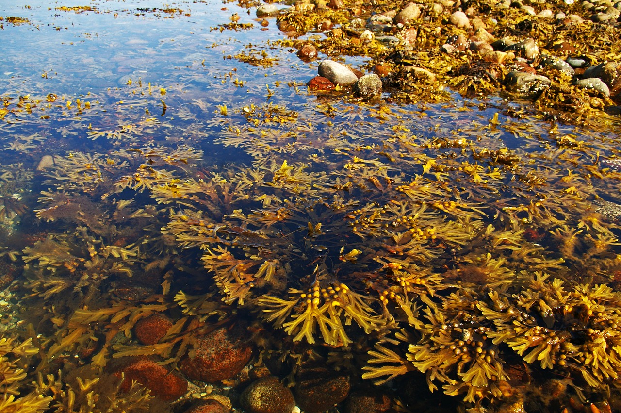 Image - seaweed baltic sea coast beach sea