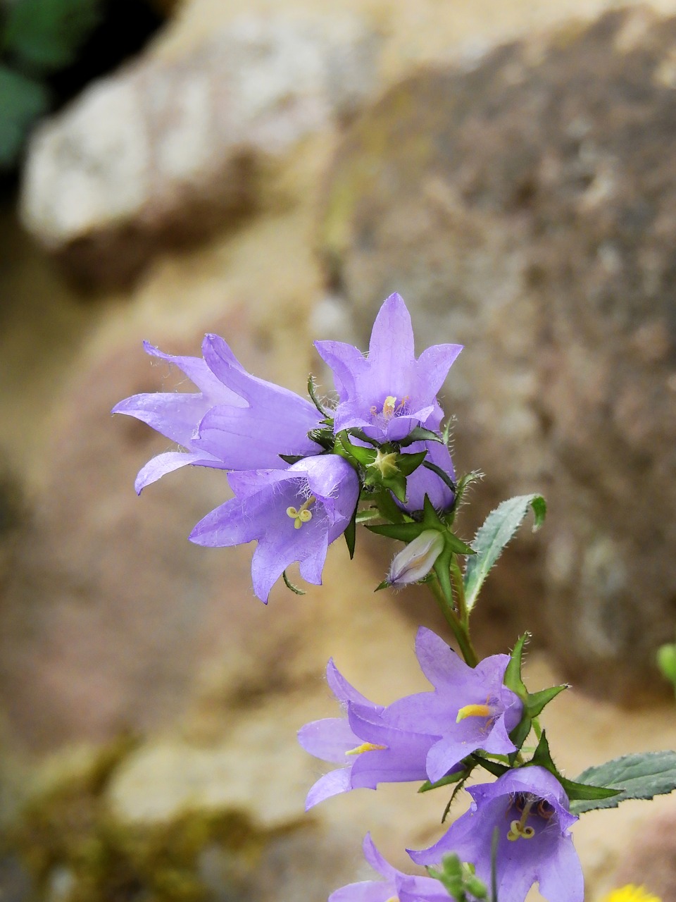 Image - flower blossom bloom purple plant