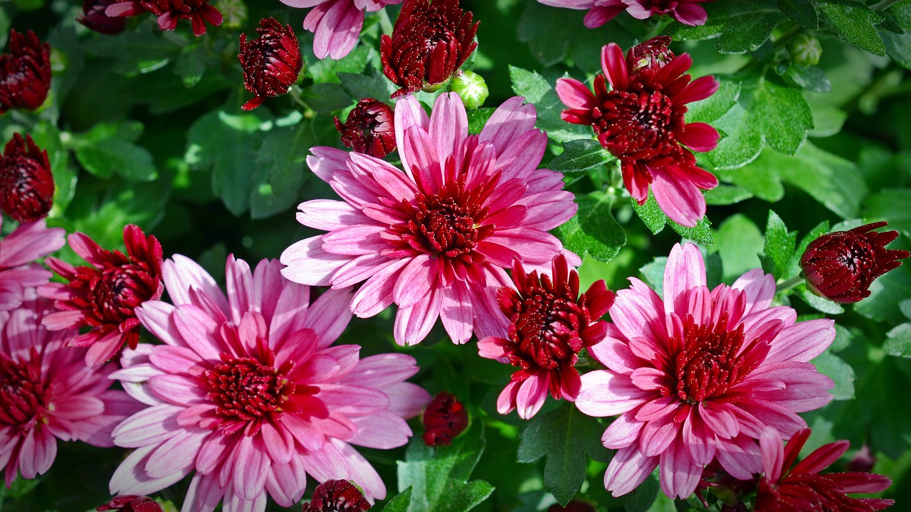 Image - chrysanthemums flower plant blossom