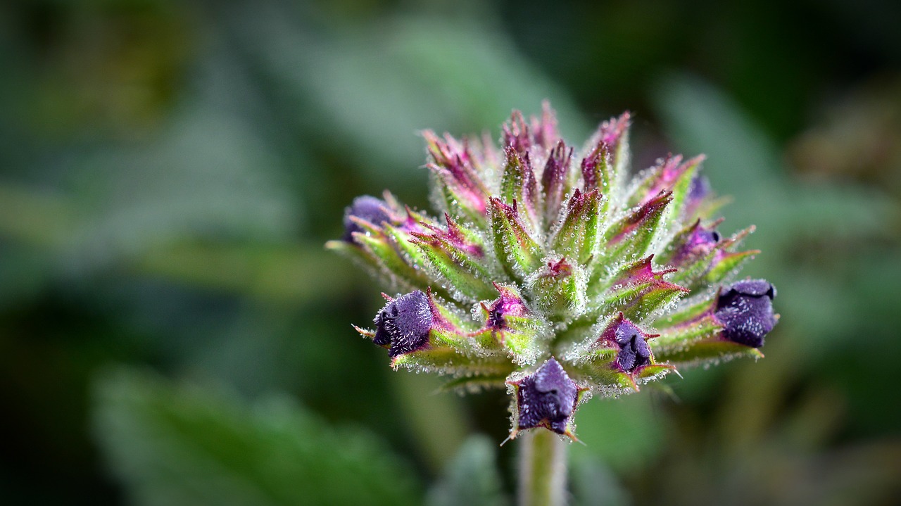 Image - verbena bud blossom bloom flower