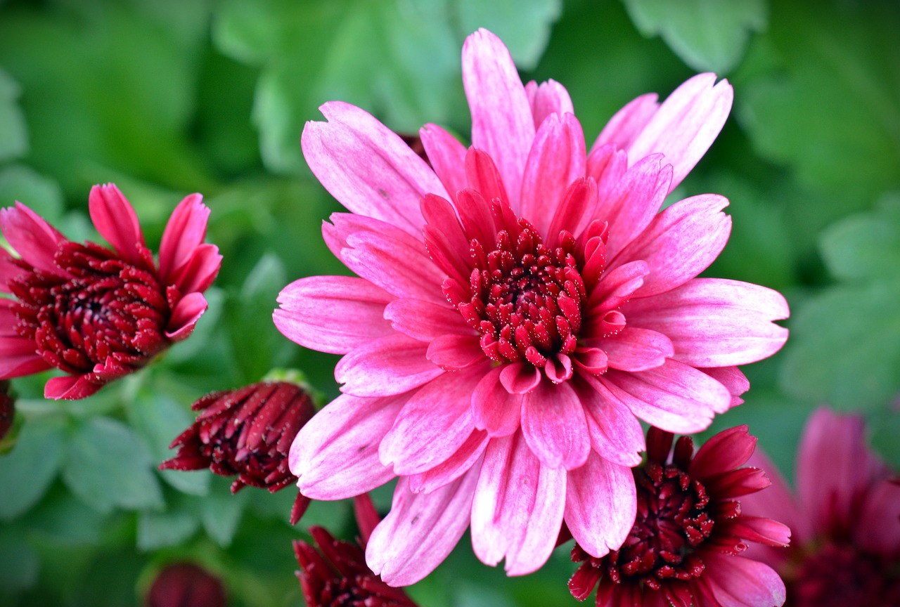 Image - chrysanthemums flower plant blossom