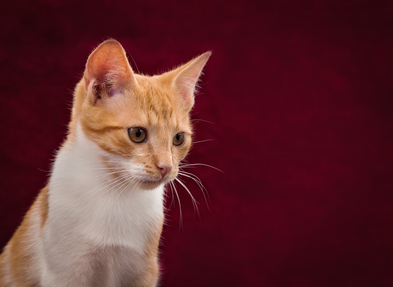 Image - cat background image cute red