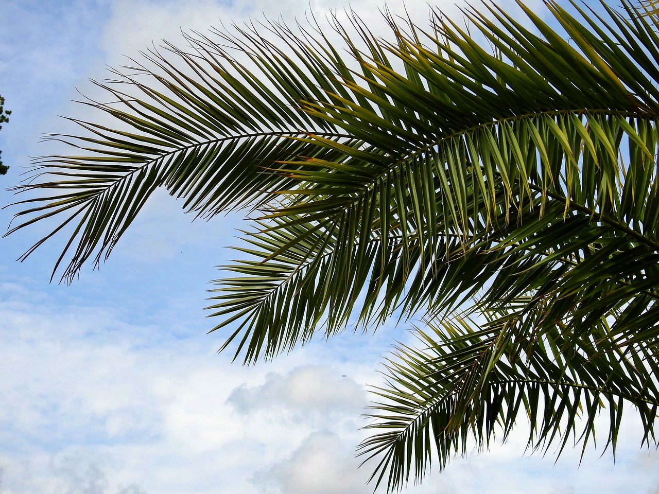 Image - palm plant leaves sun summer sea