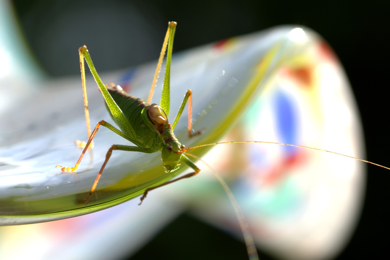 Image - grasshopper green close nature