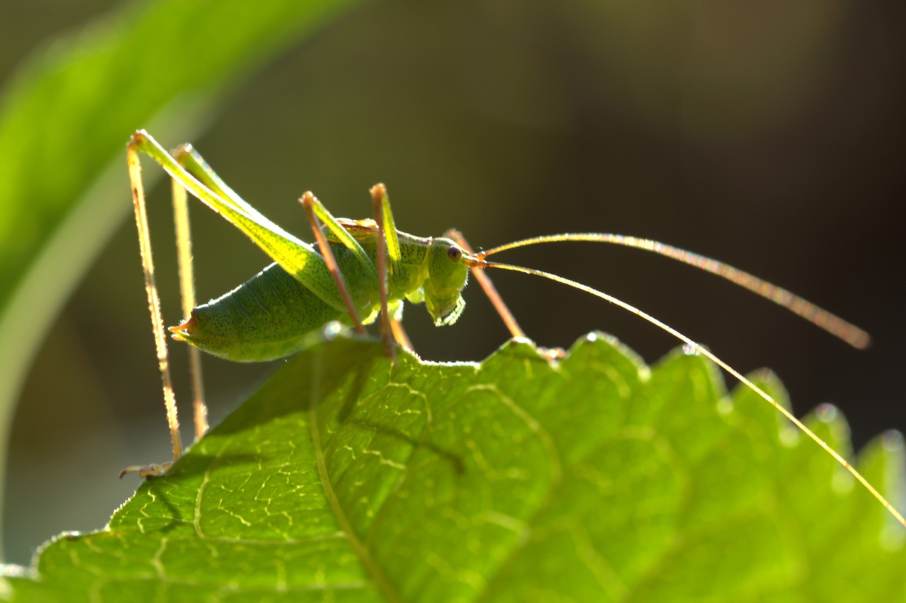 Image - grasshopper green close nature