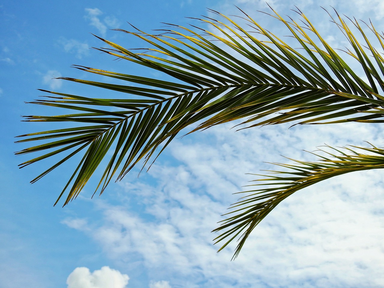 Image - palm plant leaves sun summer sea