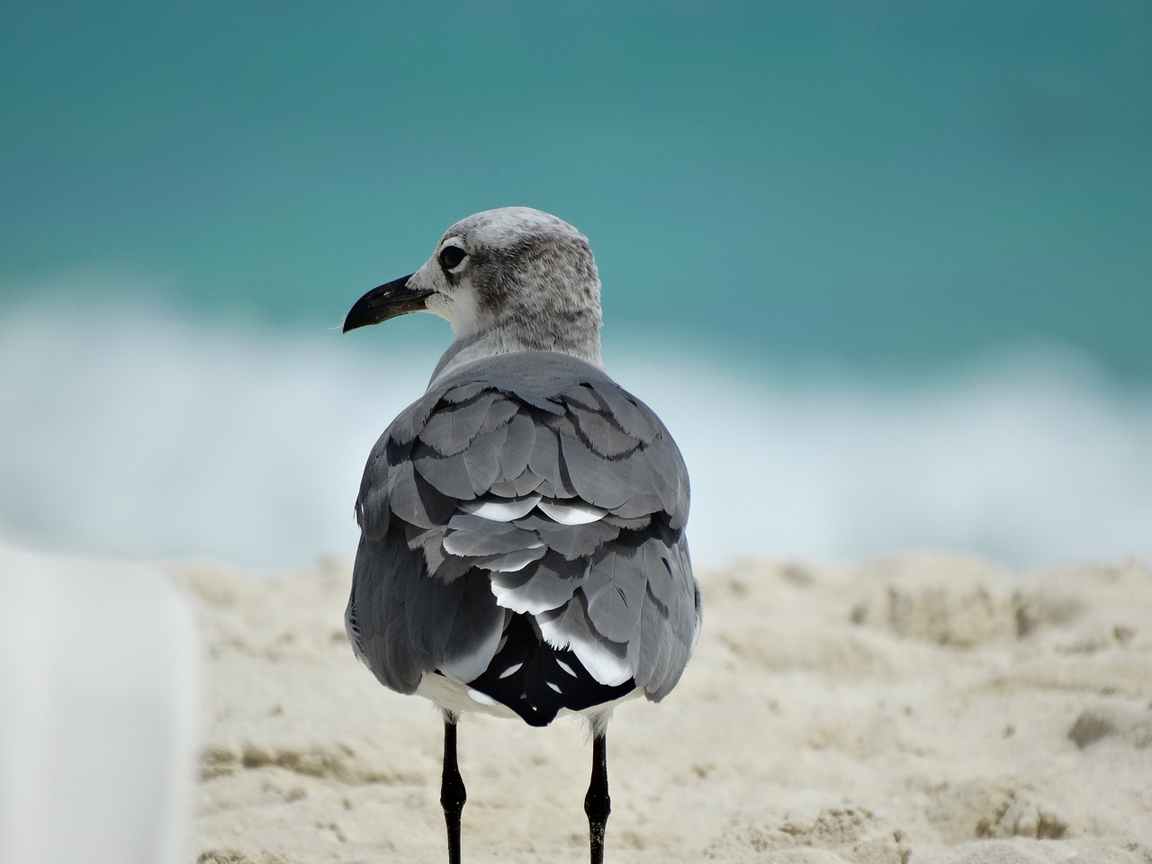 Image - ave beach bird nature animal sand