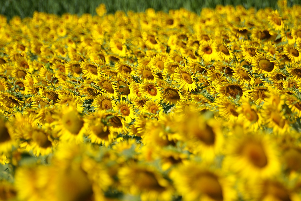 Image - cultivation sunflowers tuscany