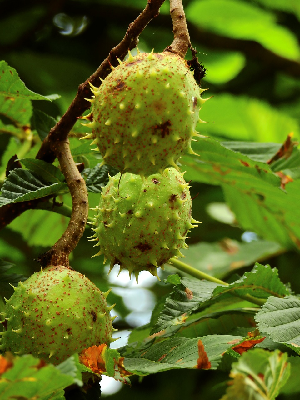 Image - nature chestnut spur tree blossom