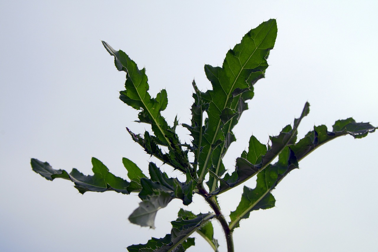 Image - thistle thistles foliage spikes