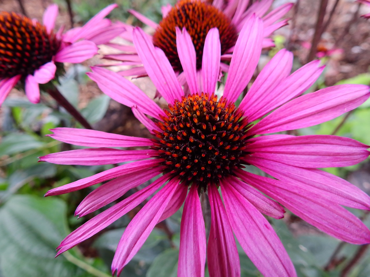 Image - flowers blossom bloom plant nature