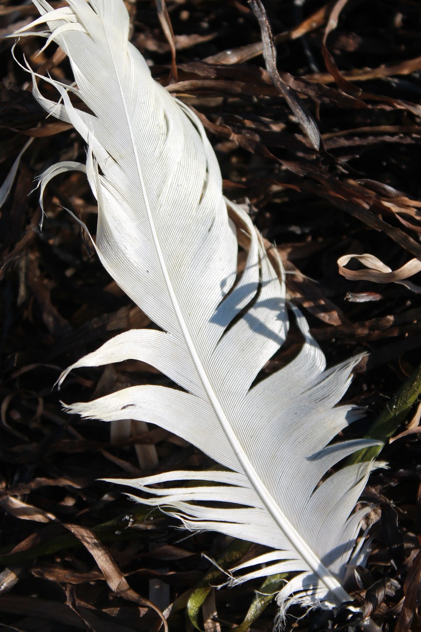 Image - feather gulls nature evening light