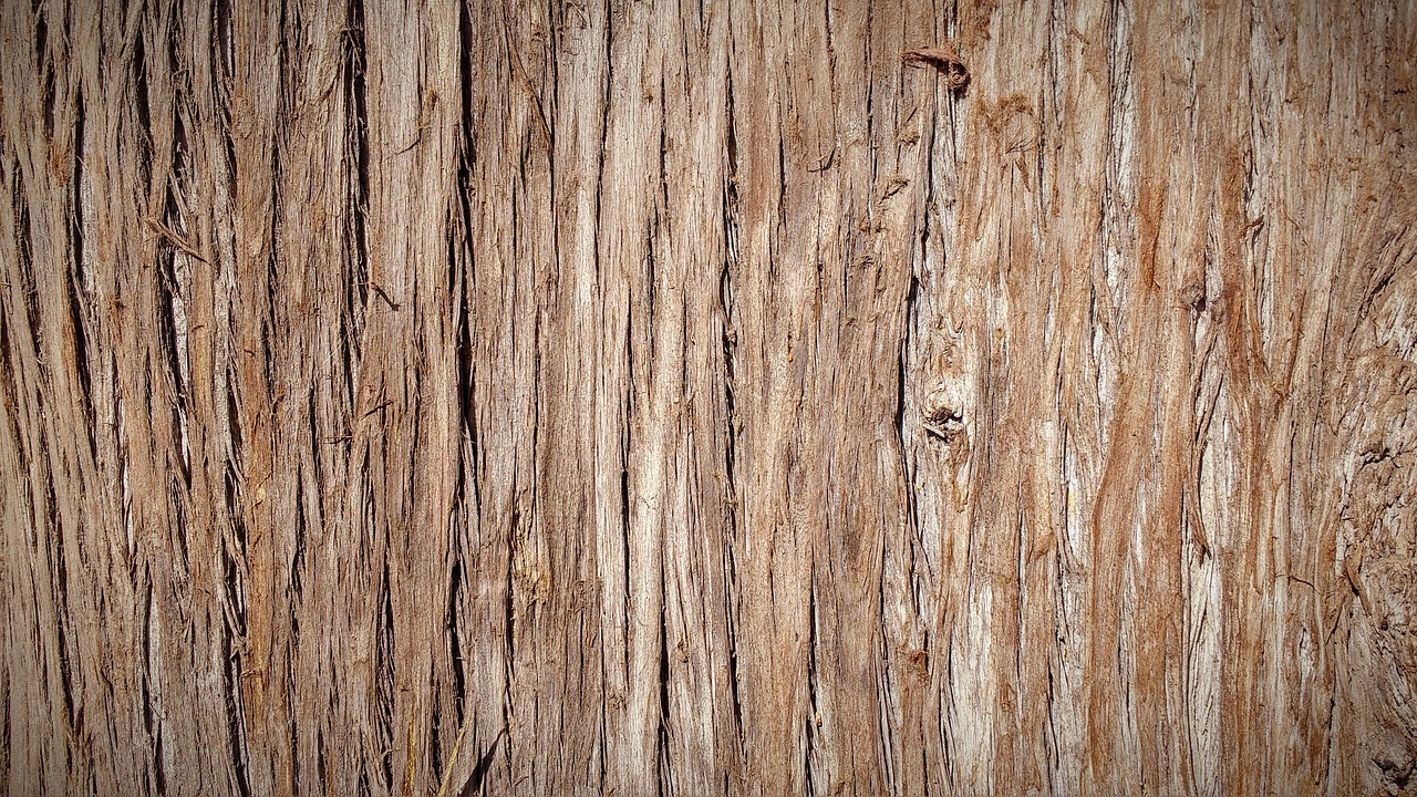 Image - trunk bark tree bark tree nature