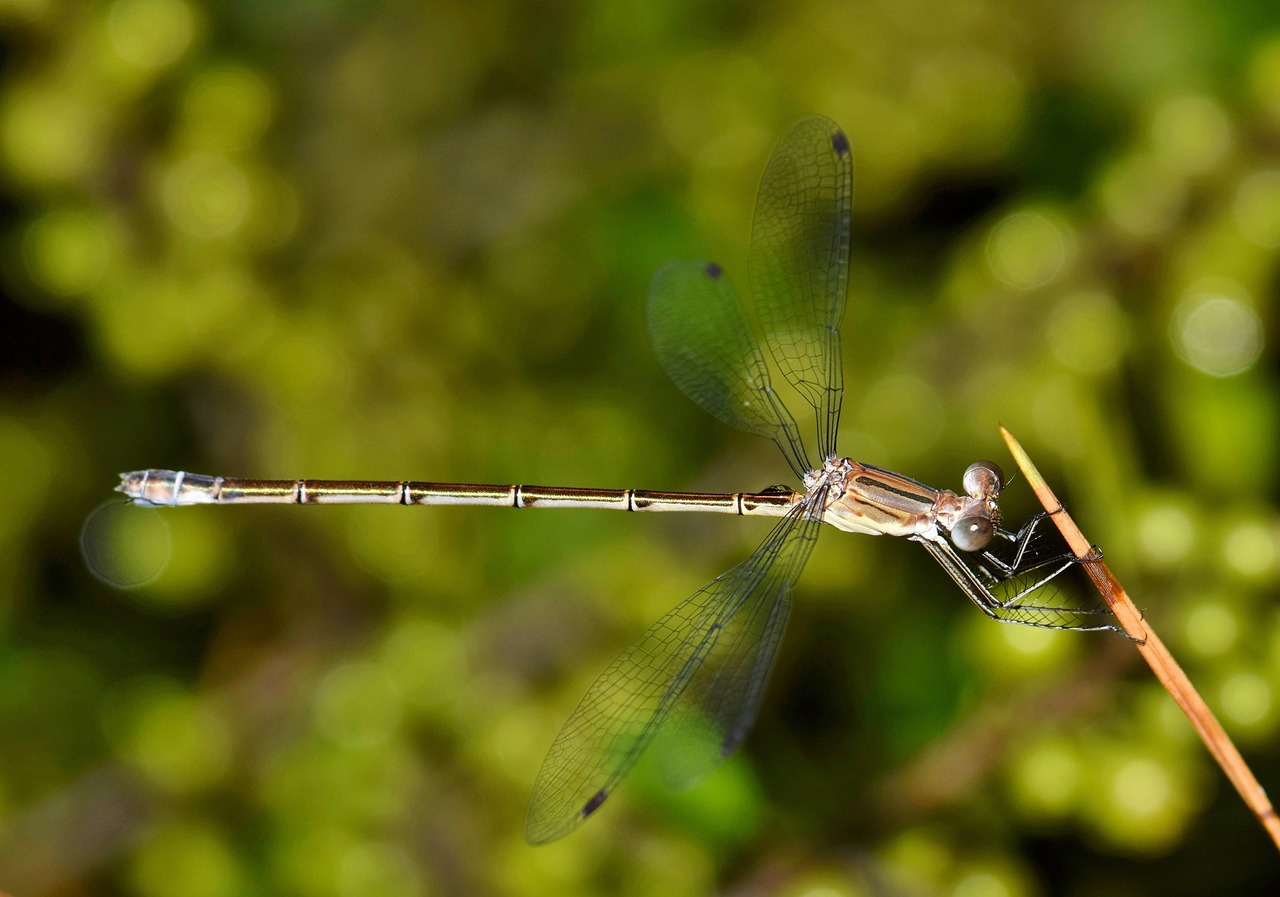 Image - damselfly insect insectoid winged