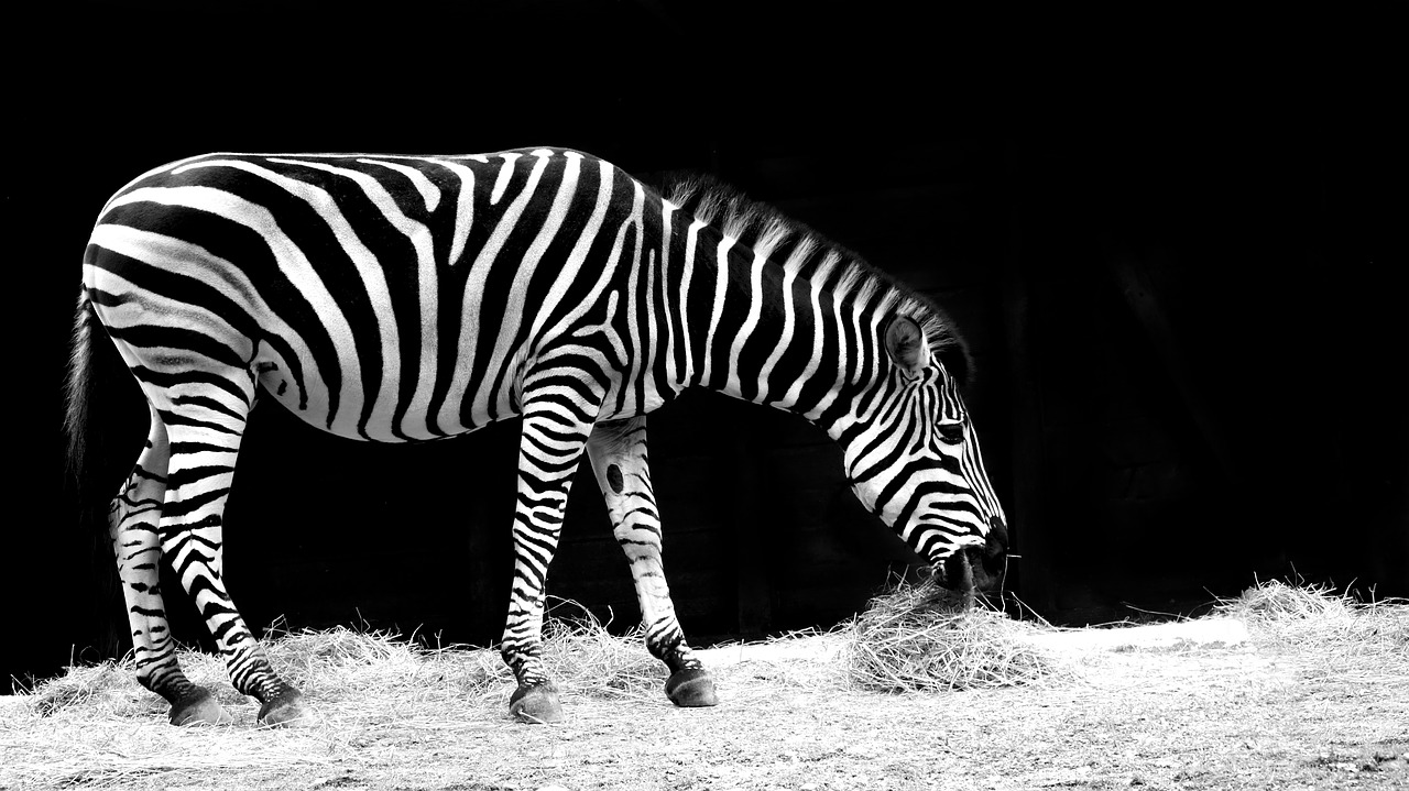 Image - zebra animal black and white zoo