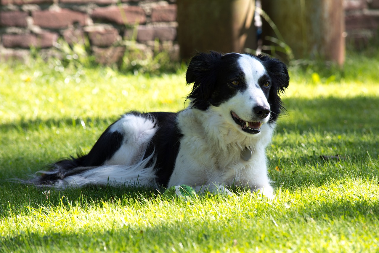 Image - dog outside grass pet animal