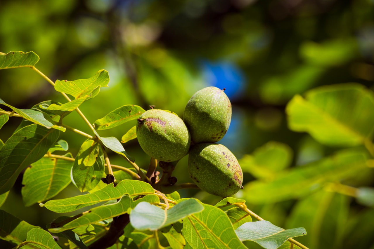 Image - walnut tree green nut