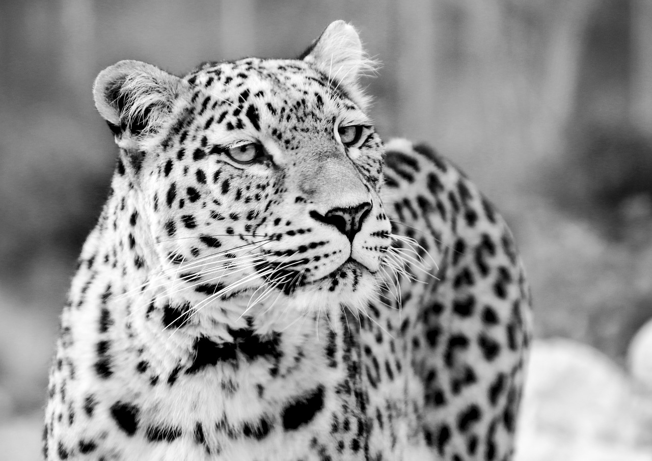 Image - persian leopard leopard