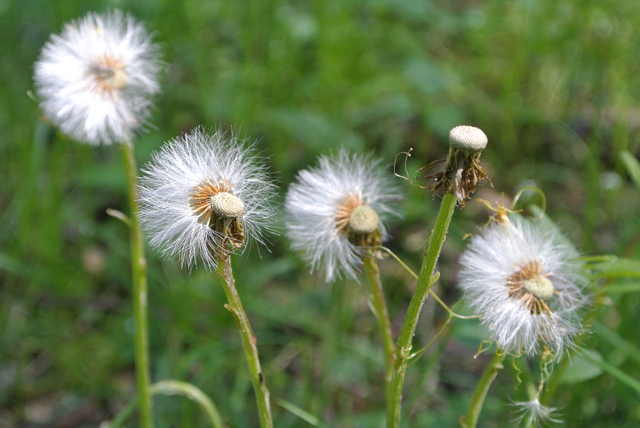 Image - dandelion wind blowing spring