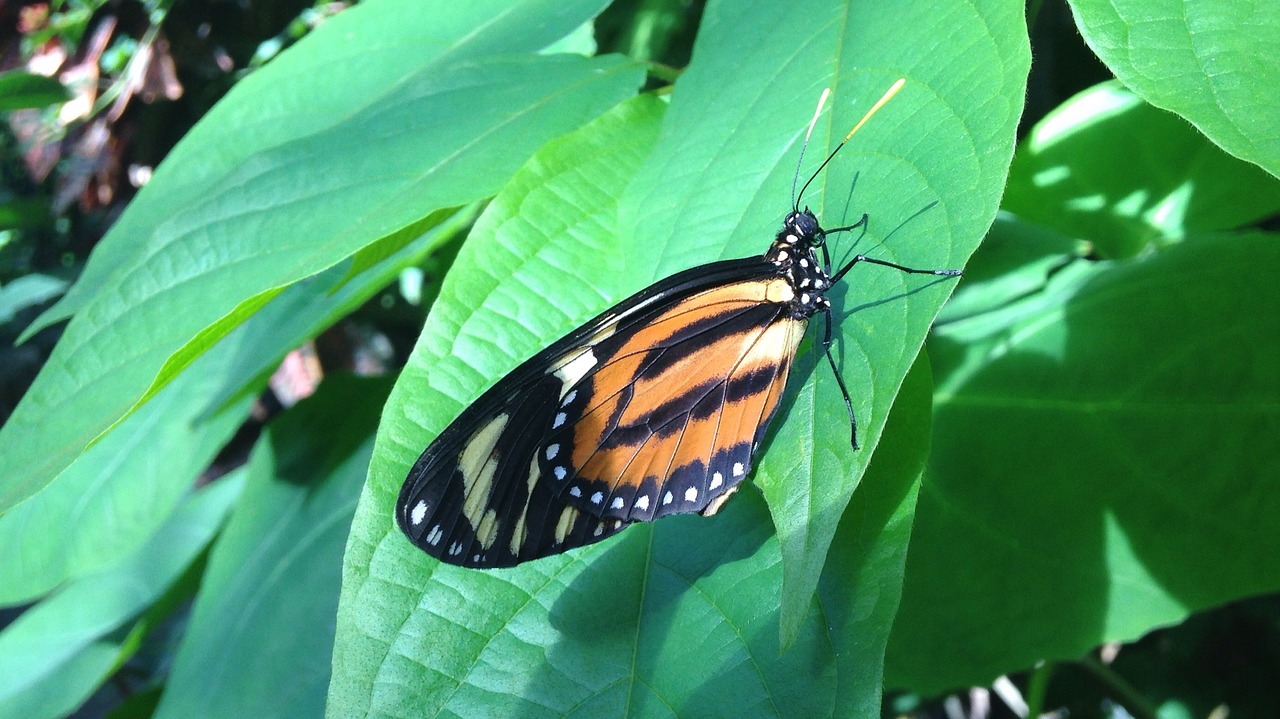Image - butterfly jungle nature spring