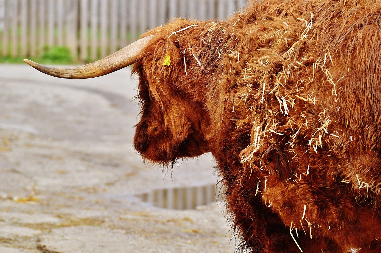 Image - bull beef horns farm animal