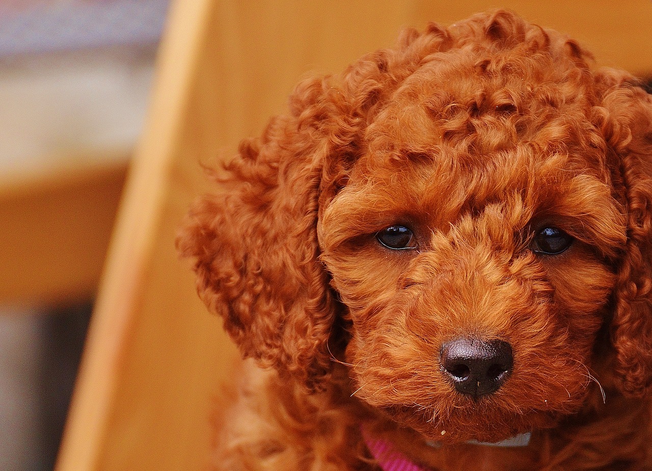 Image - dog poodle young animal puppy fur