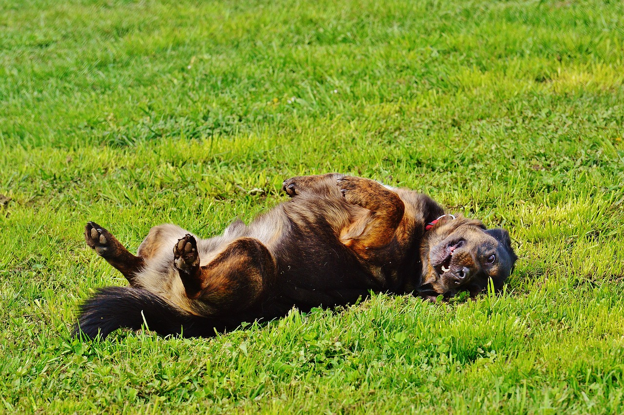 Image - dog animal play meadow fun