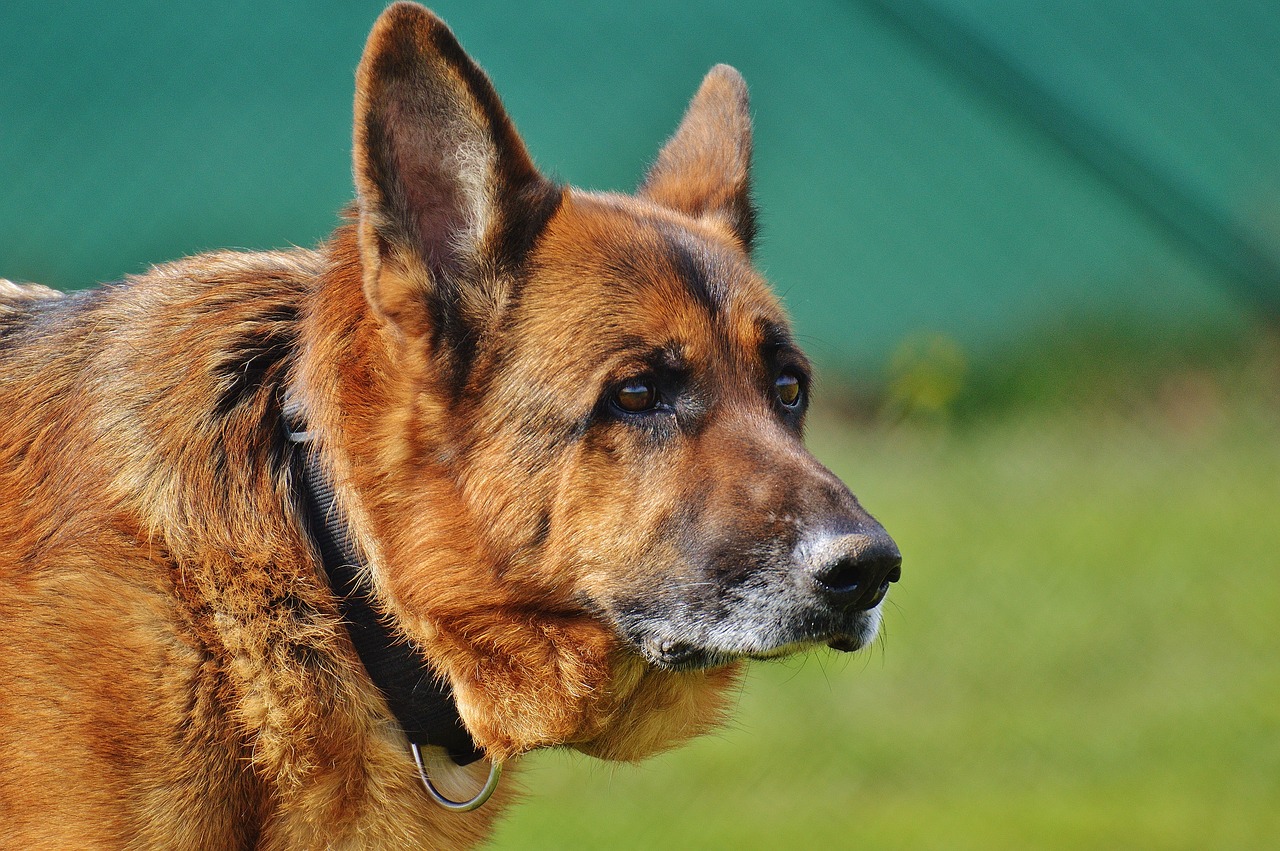 Image - schäfer dog animal pet fur