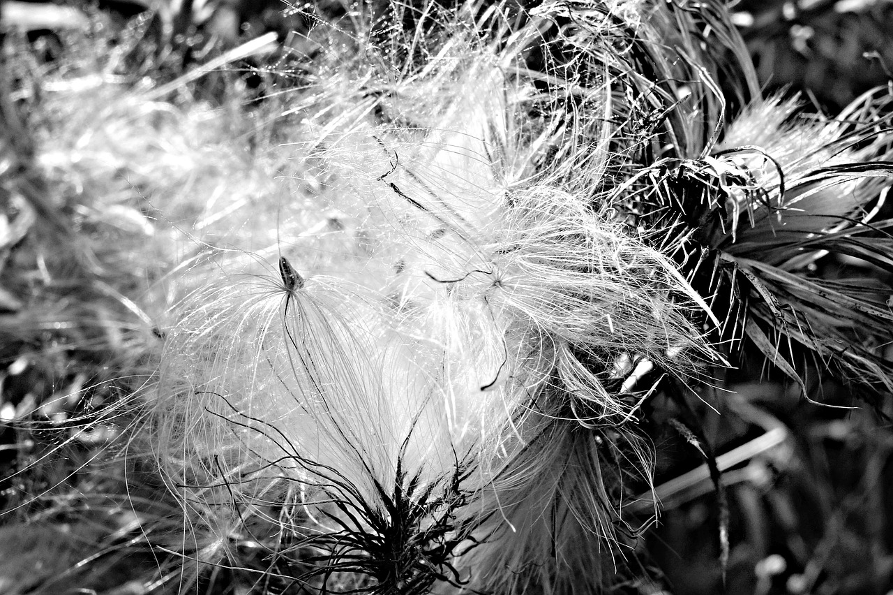 Image - milk thistle thistle thistledown