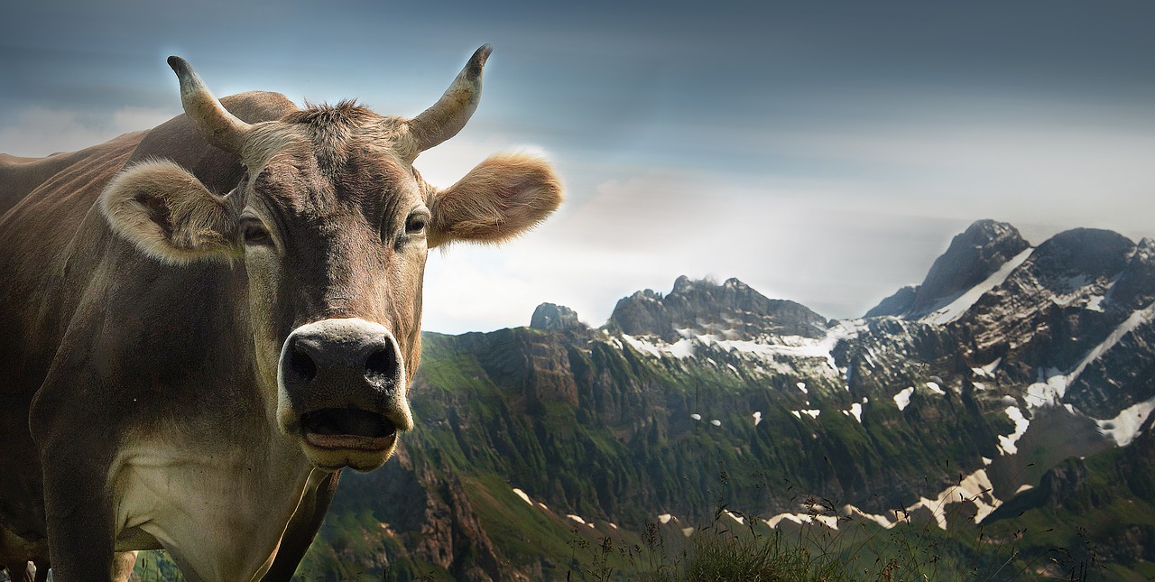 Image - cow ebenalp alpine appenzell