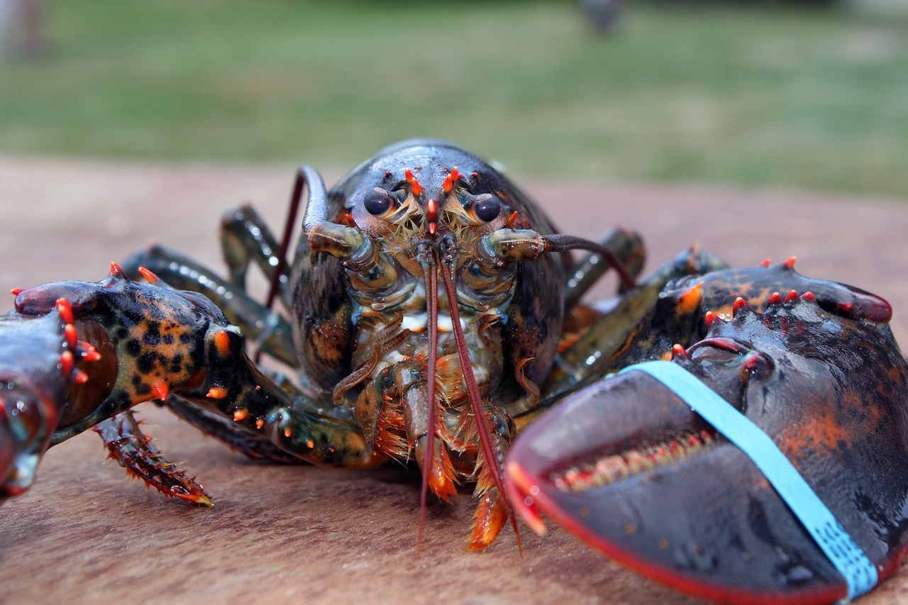 Image - lobster maine crustacaen seafood