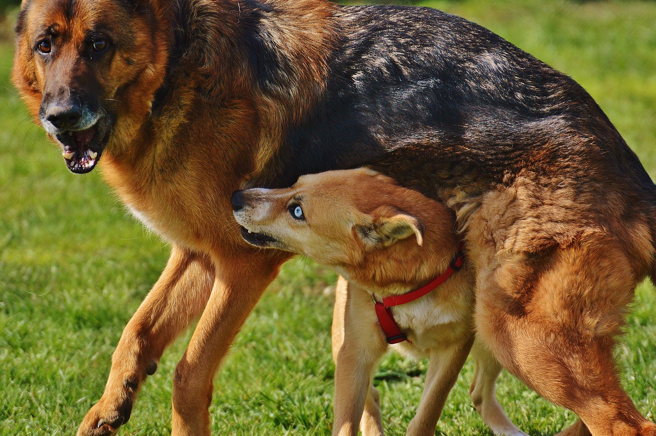 Image - dogs fur play fight meadow beige