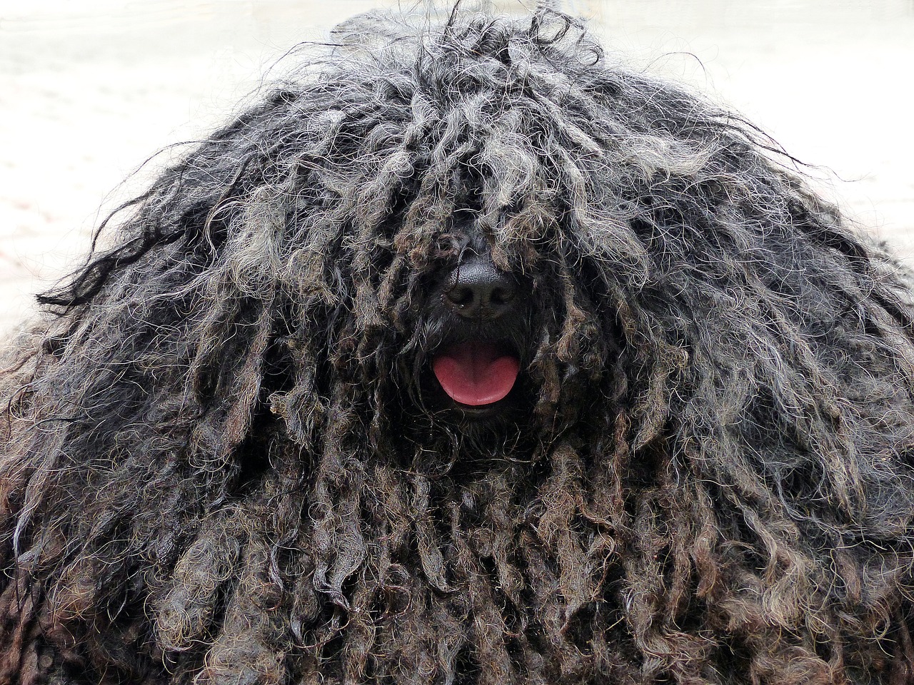 Image - dog rasta braids shaggy black nose