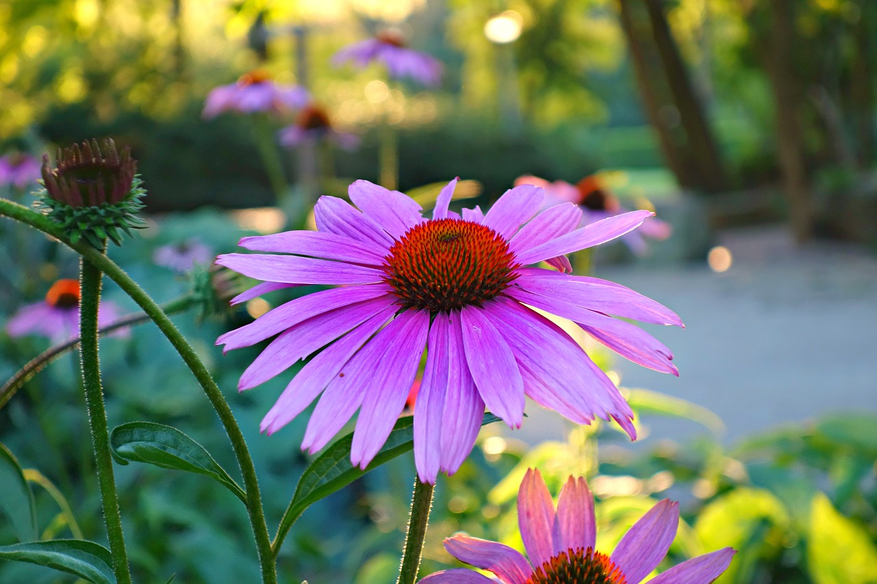 Image - cone flower purple cone flower