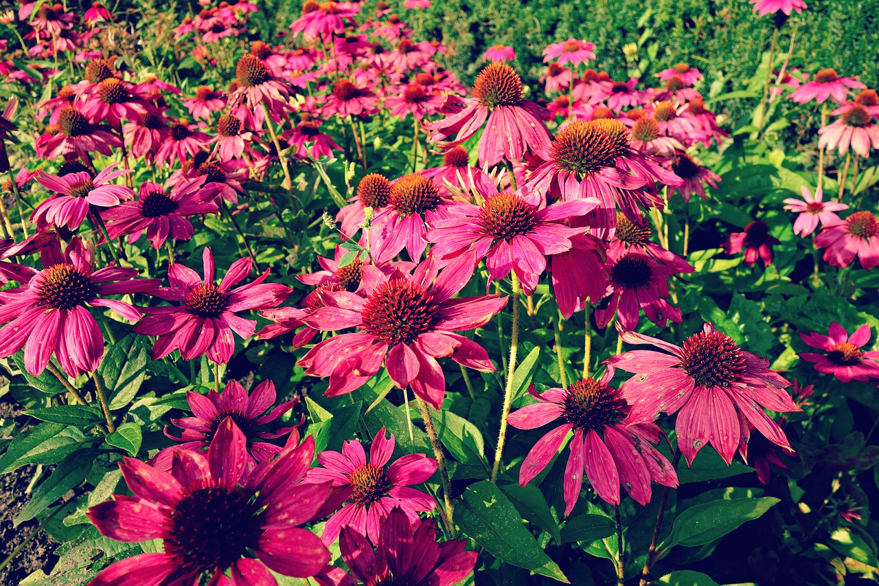 Image - cone flower purple cone flower