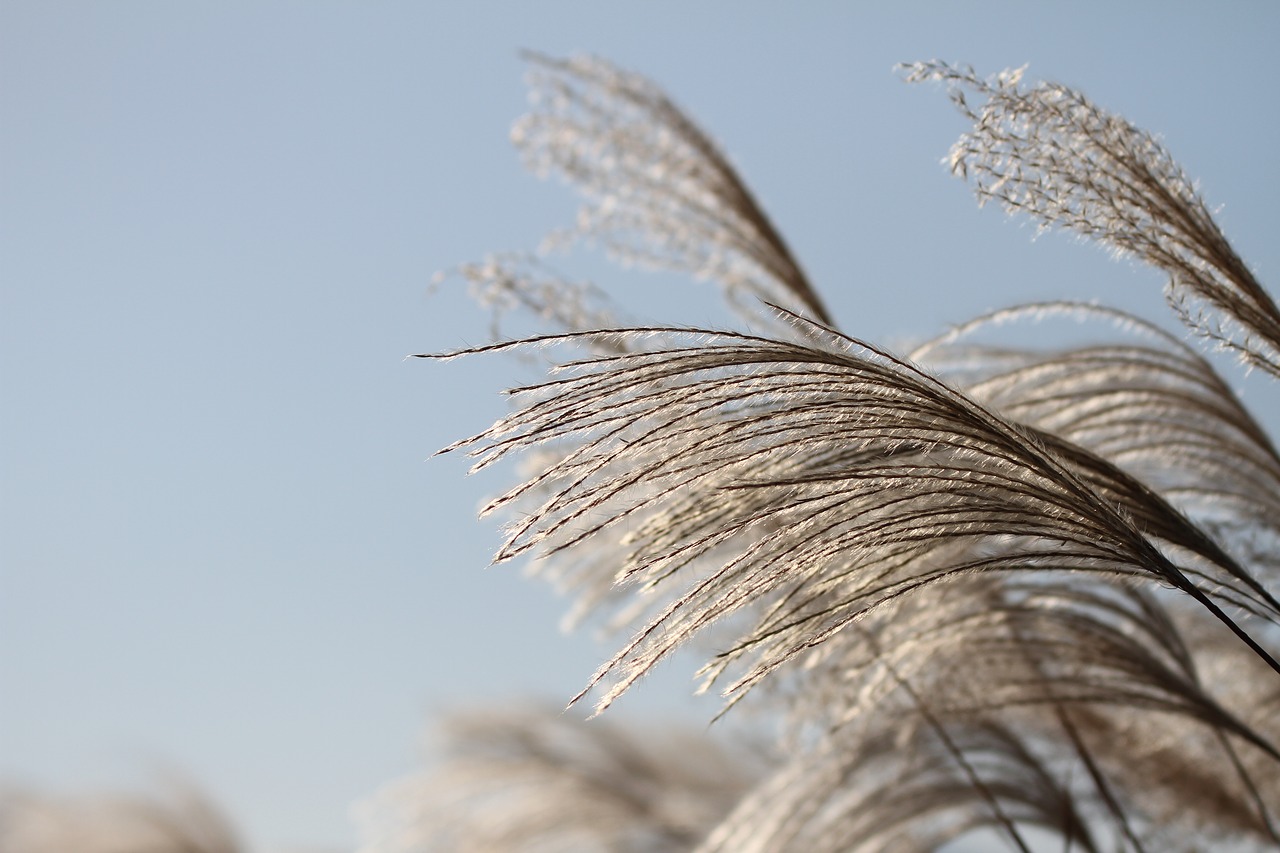 Image - reed autumn silver grass nature