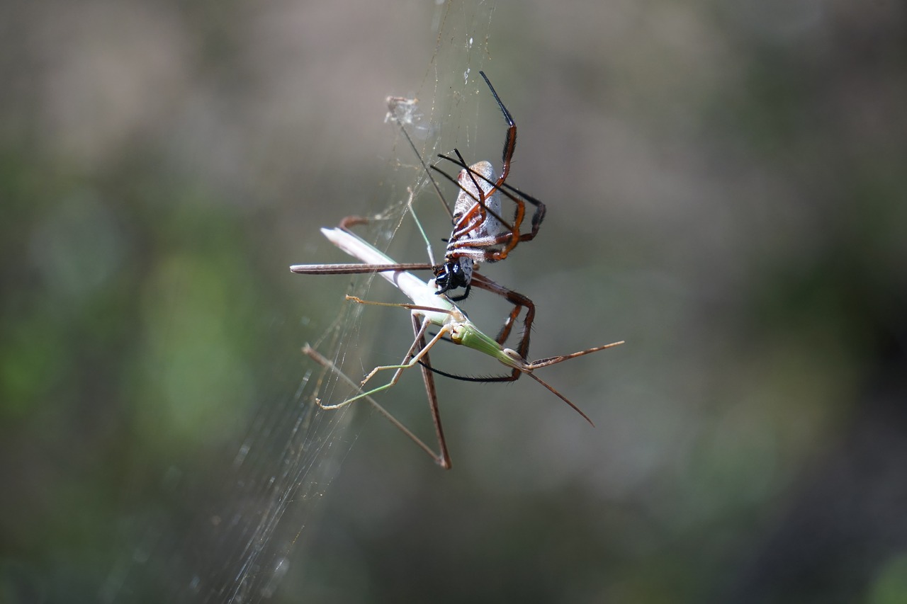 Image - spider golden orb weaver nature