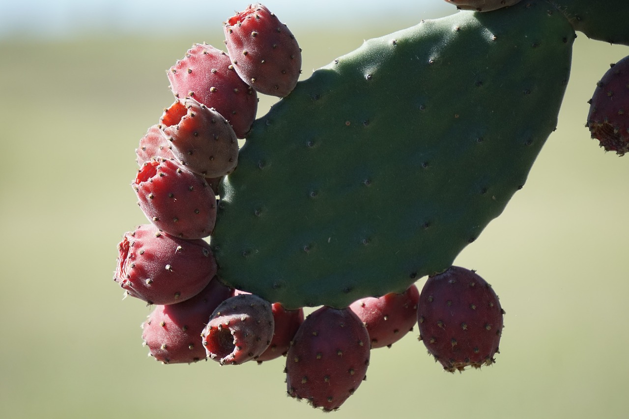 Image - velvety tree pear opuntia tomentosa