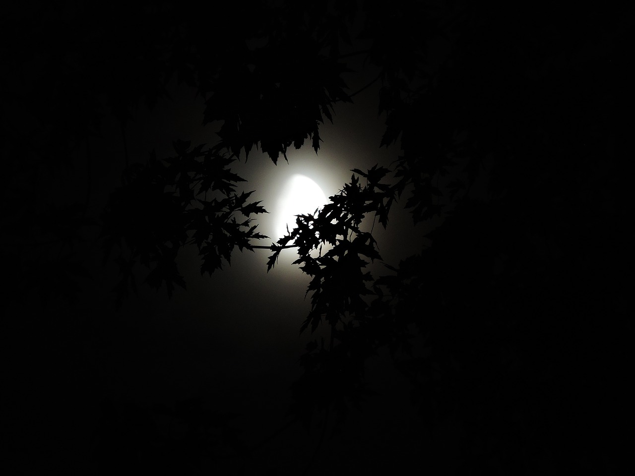 Image - moonlight through trees moonlight