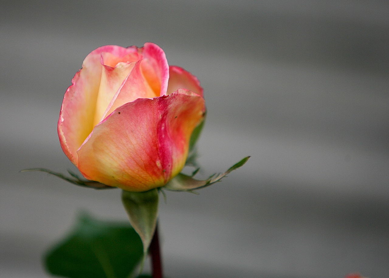 Image - flower rose floral romance petals