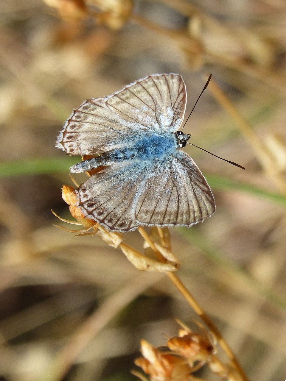 Image - butterfly hispanic polyommatus