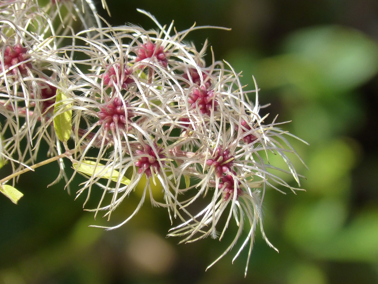 Image - clematis clematis vitalba