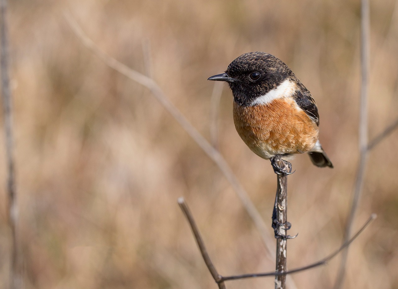 Image - bird ave feathers letdown