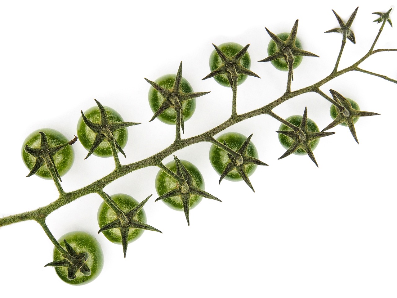 Image - tomato truss green crop bunch