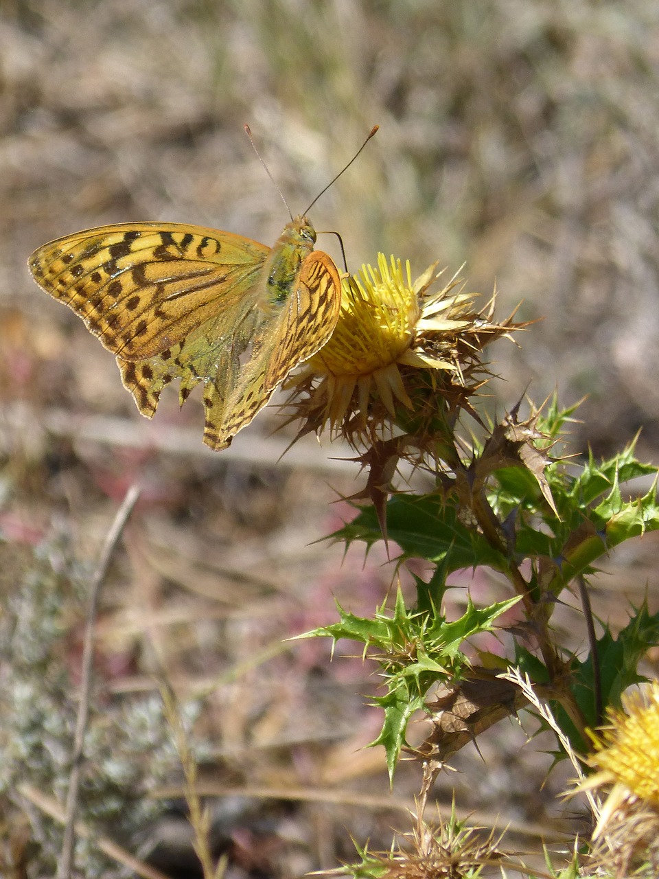 Image - butterfly maiden waves