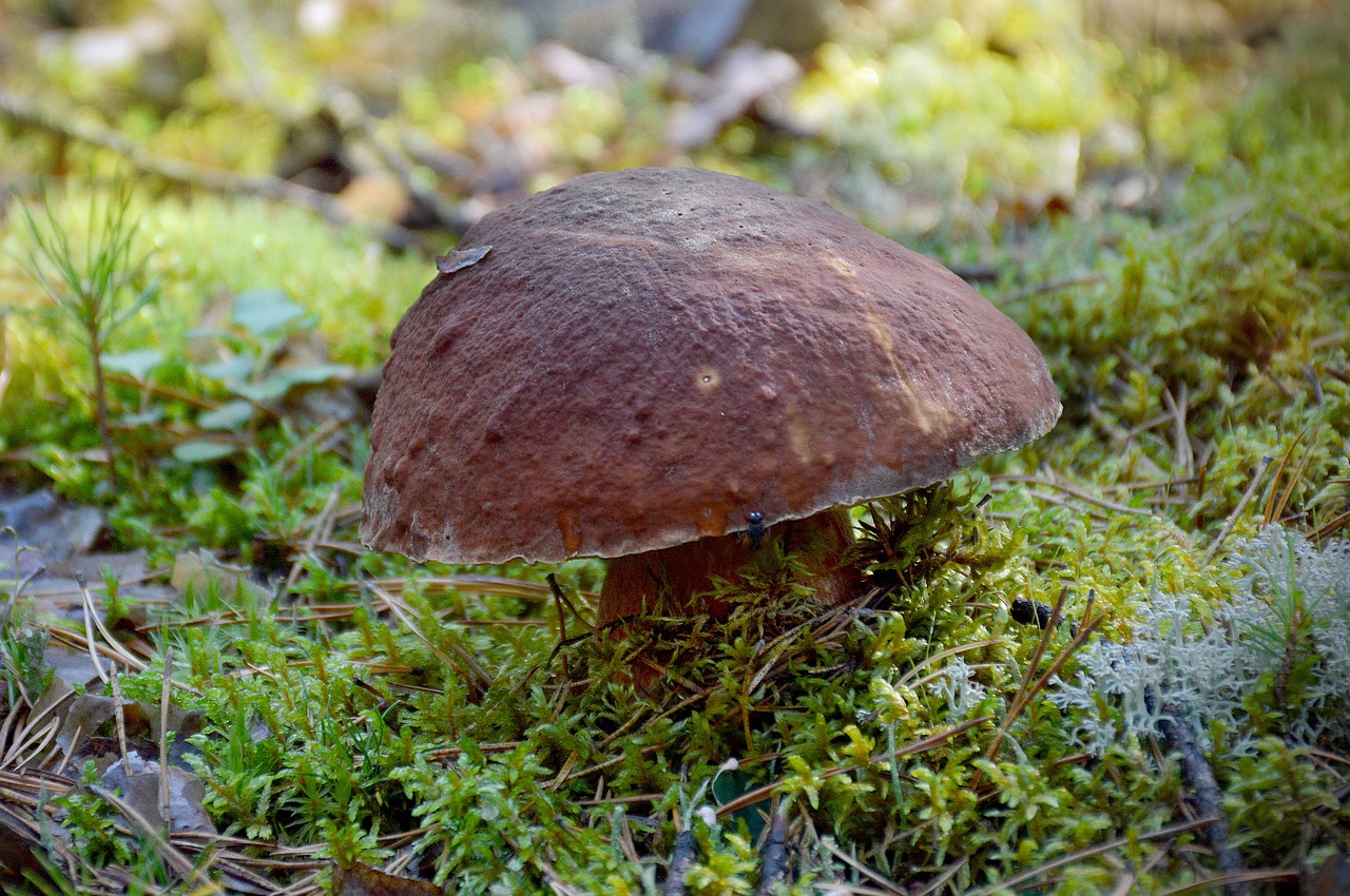 Image - mushroom white summer moss brown